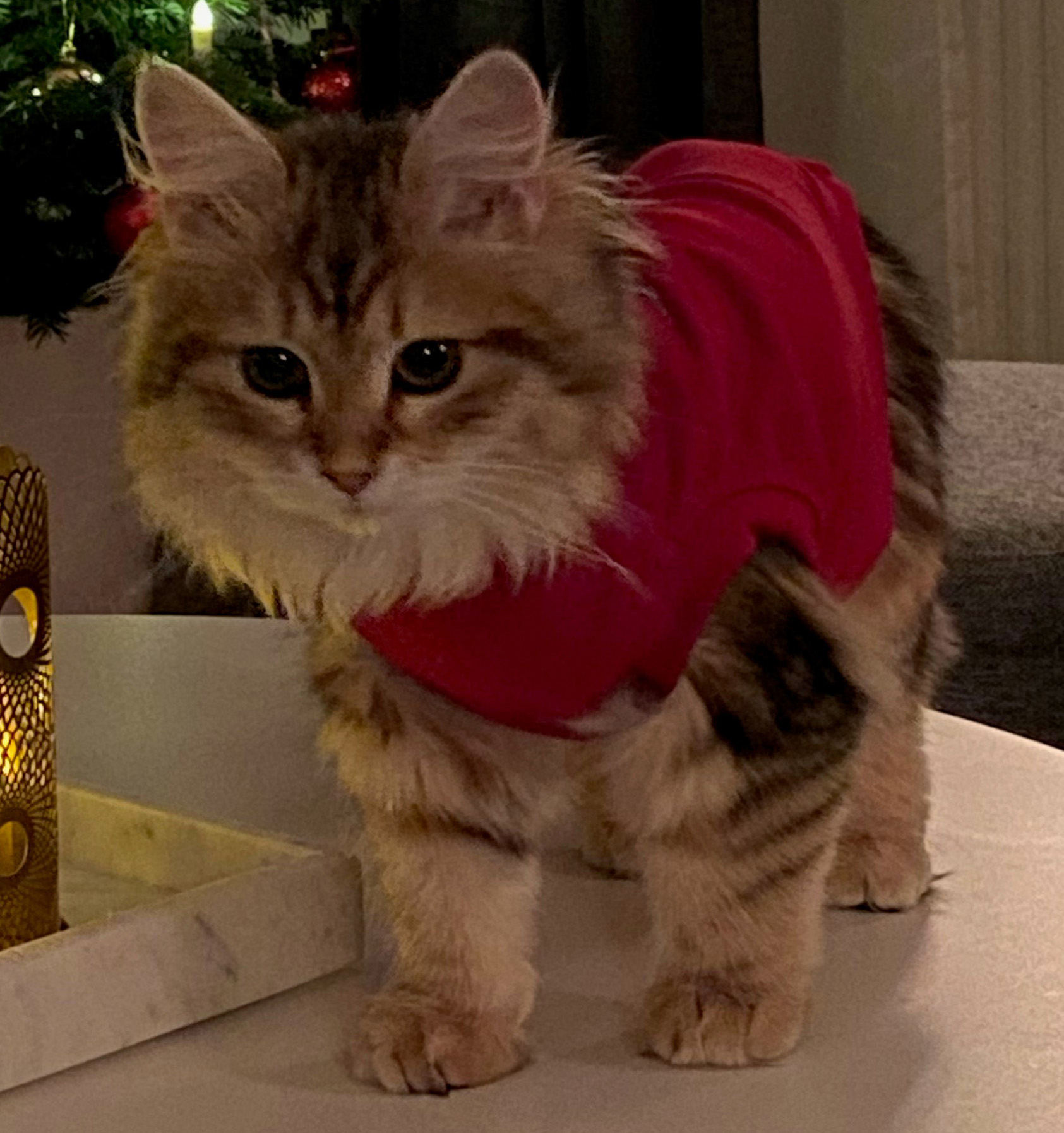 sibirisk kattunge Yoko