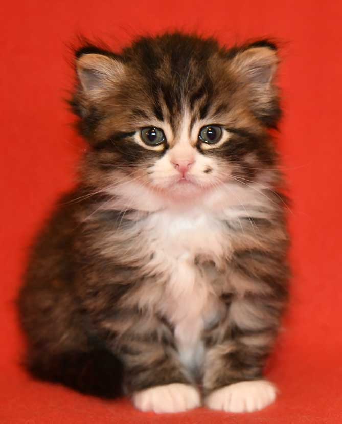 sibirisk kattunge Zeeman