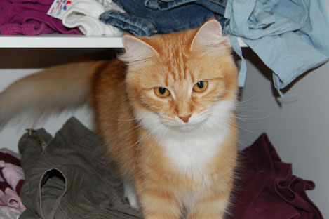sibirisk katt Queeni