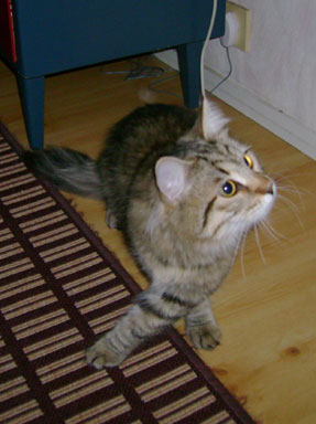sibirisk kattunge