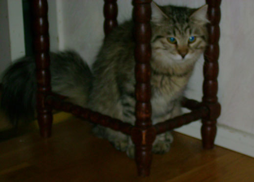 sibirisk kattunge