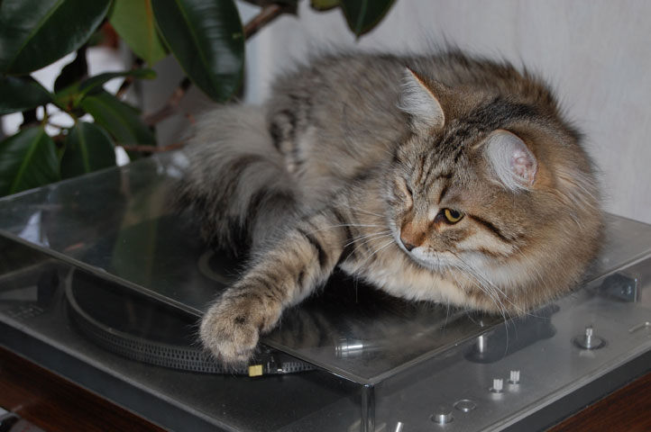 sibirisk kattung