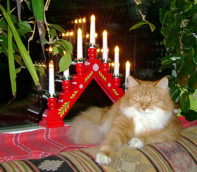 sibirisk katt