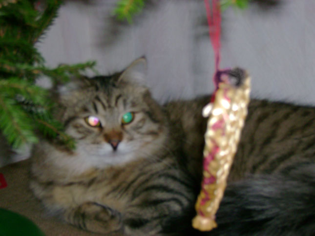 sibirisk katt