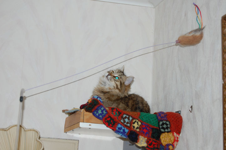 sibirisk katt