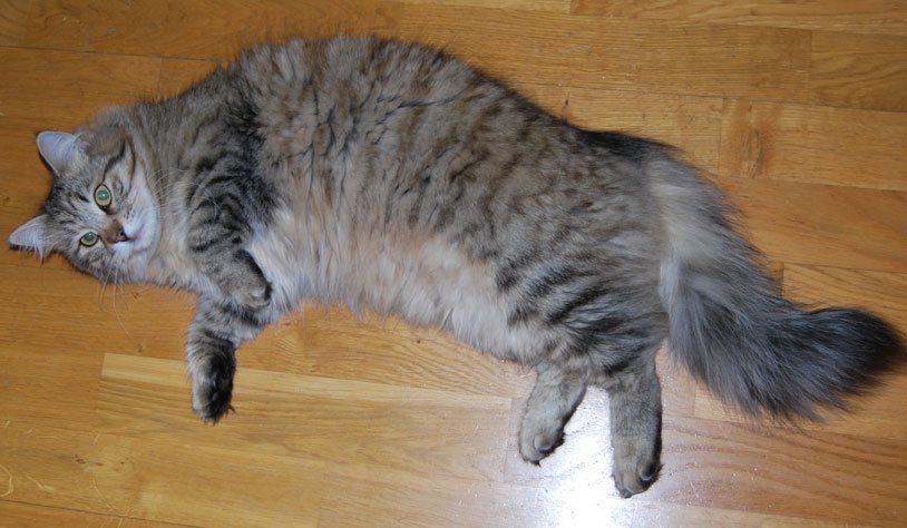 sibirisk katt