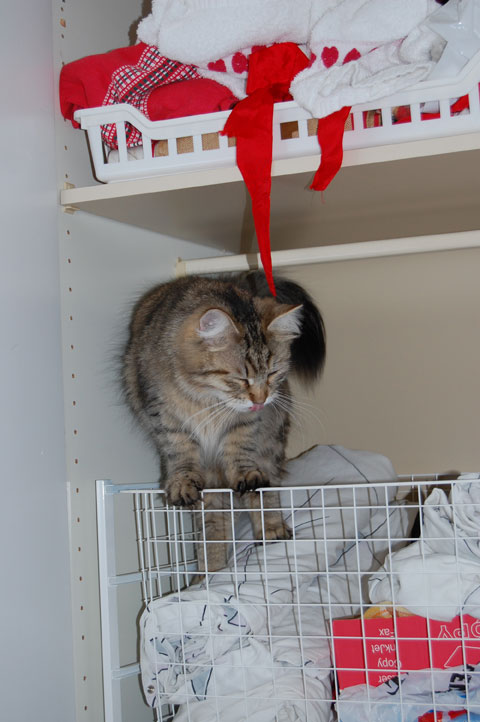 sibirisk katt
