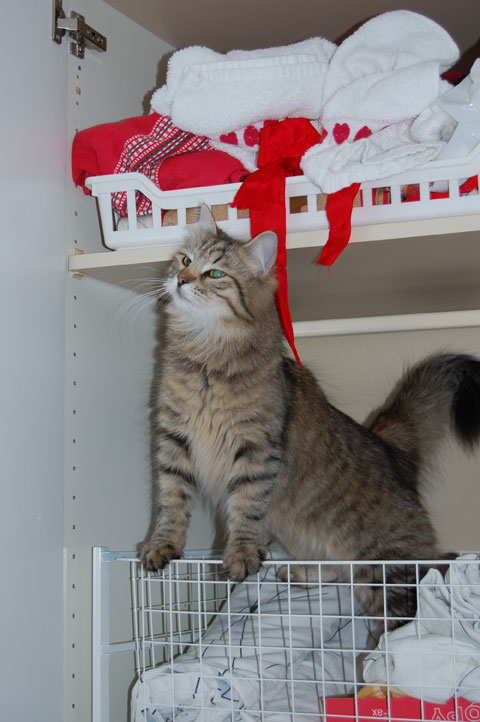 sibirisk katt