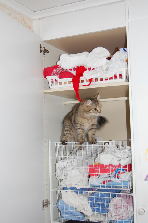 sibirisk katt