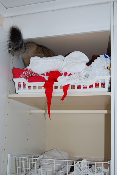 sibirisk katt