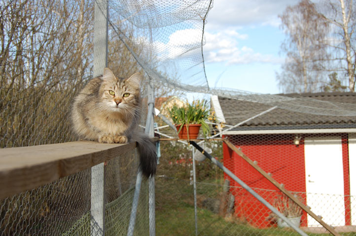 sibirisk katt