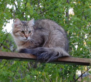 sibirisk katt