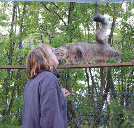 sibirisk katt