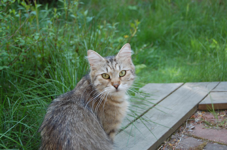 sibirisk katt