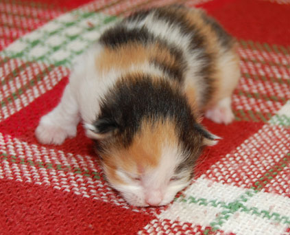 sibirisk kattunge