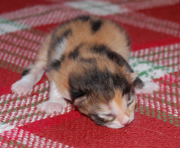 sibirisk kattunge