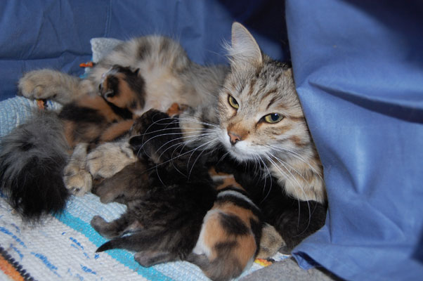 Sibirisk katt C-kull