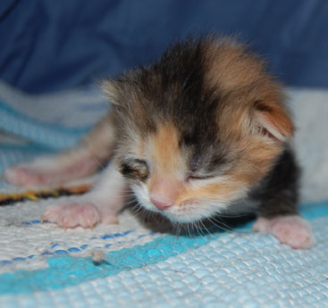 sibiriska kattungar