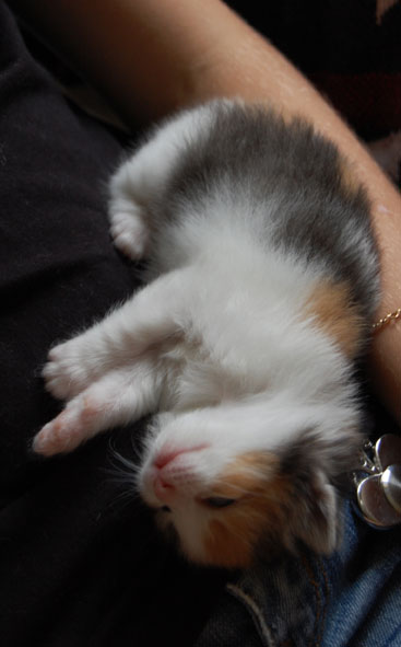 sibirisk katt