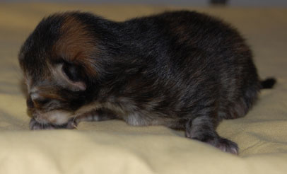 sibirisk kattunge