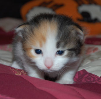 sibirisk katt