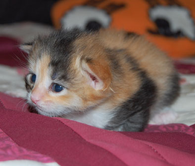 sibirisk kattunge
