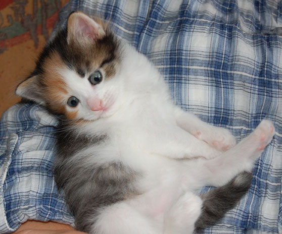 sibirisk katt