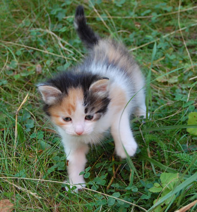 sibirisk katt