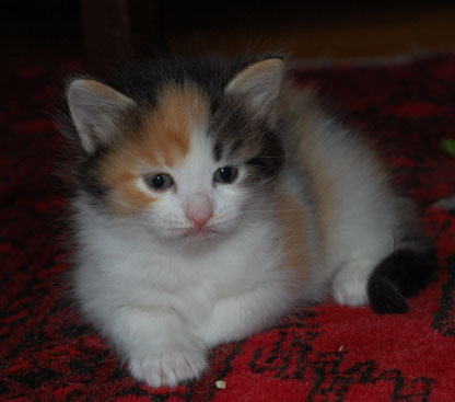 sibirisk katt