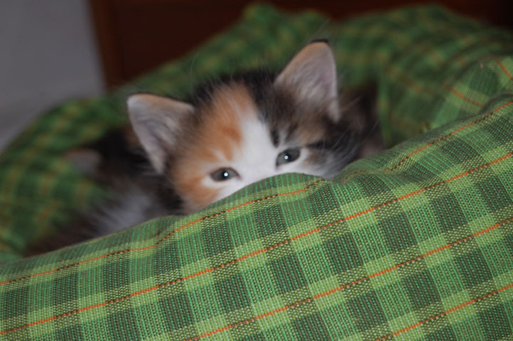 sibirisk katt
