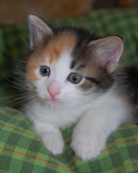 sibirisk katt