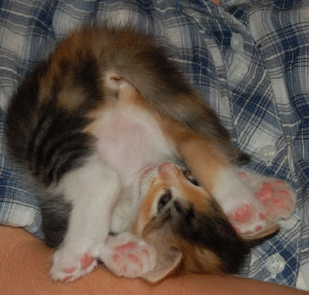 sibirisk kattunge