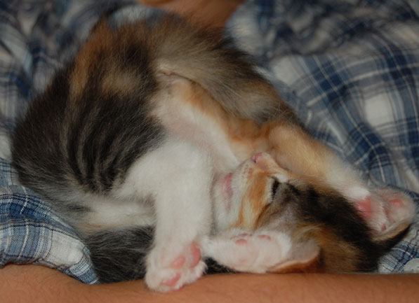 sibirisk kattunge