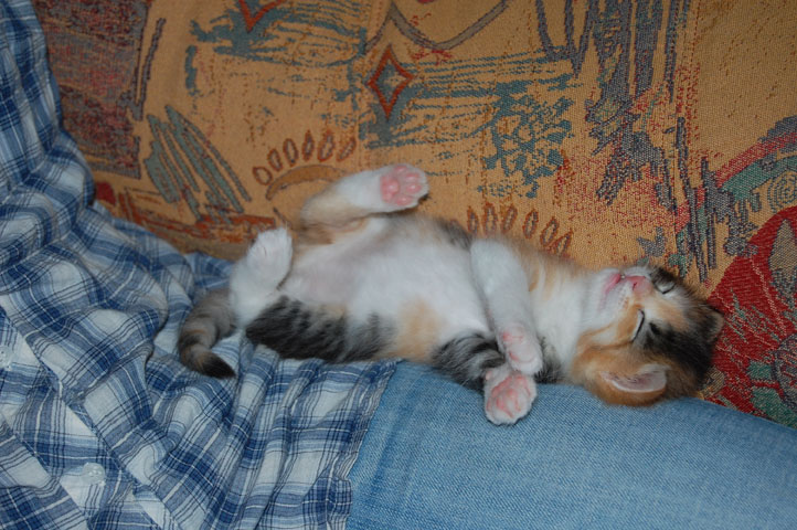 sibirisk kattunge