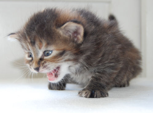 sibirisk kattunge