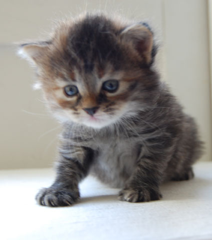 sibirisk kattunge