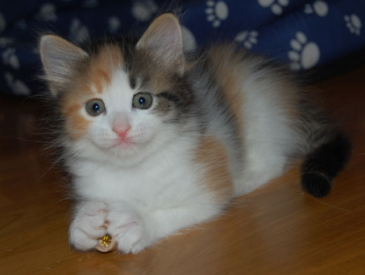 sibirisk kattunge