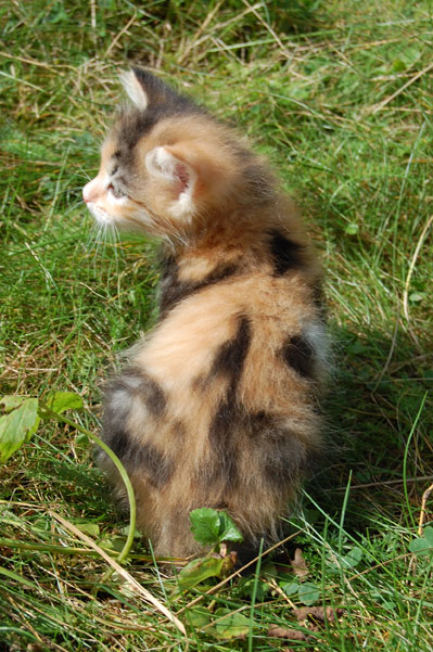 sibirisk kattunge