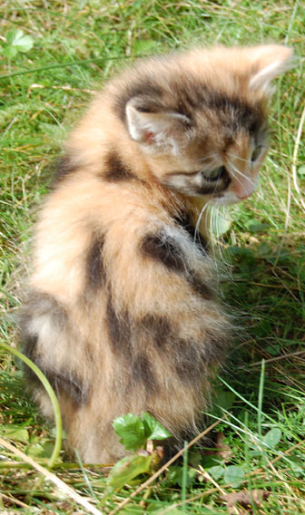 sibirisk kattunge