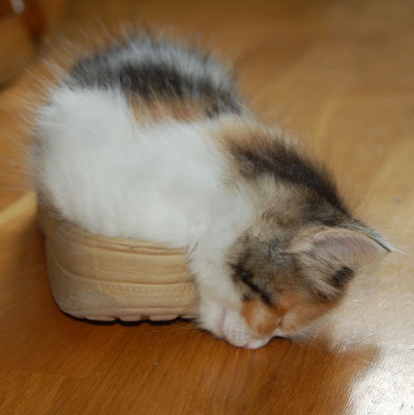 sibirisk kattunge