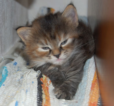 sibirisk kattunge