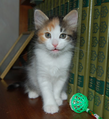 sibirisk kattunge