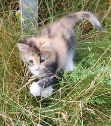 sibirisk kattunge
