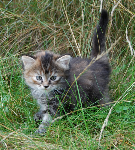 sibirisk kattunge