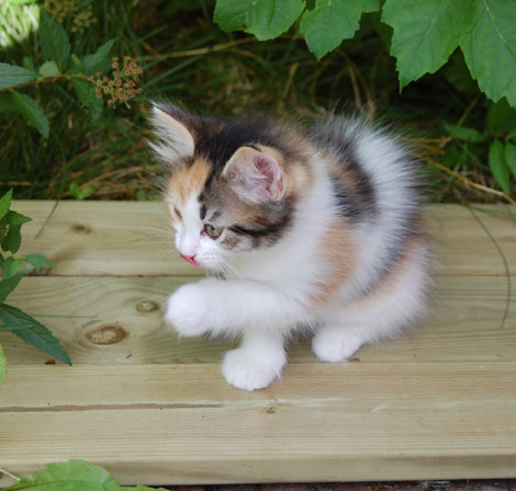 sibirisk kattunge