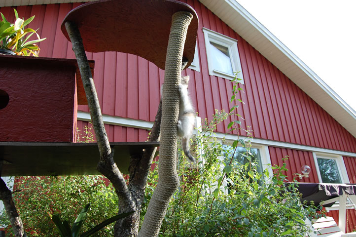 Kattgården