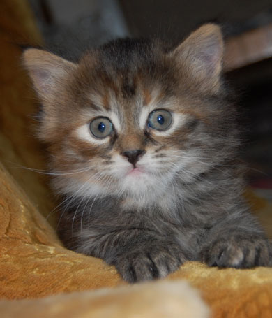 sibirisk kattunge