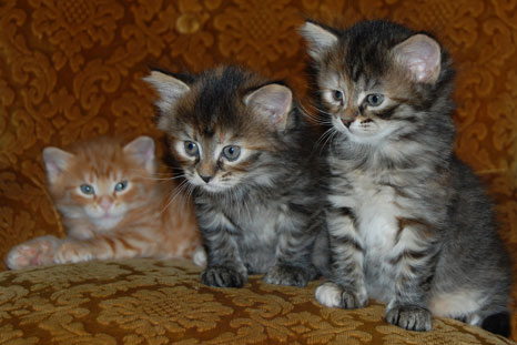 Sibirisk katt D-kull
