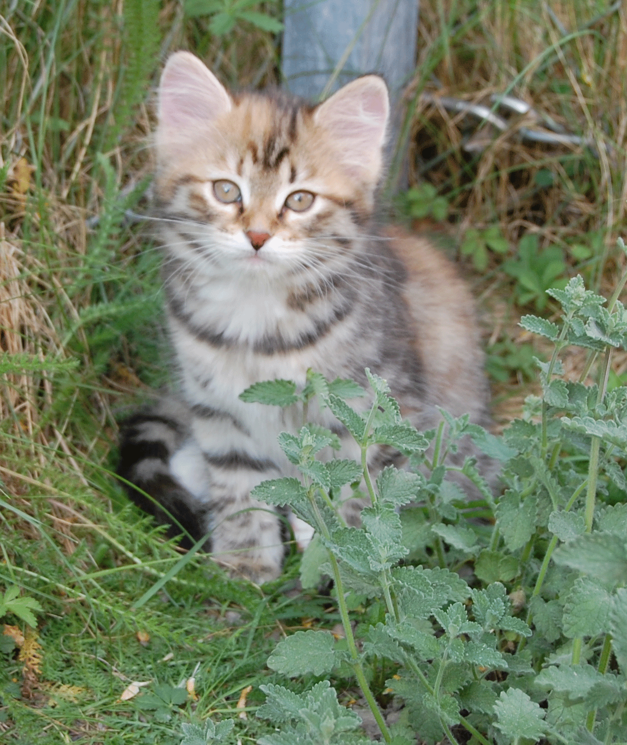 sibirisk kattunge