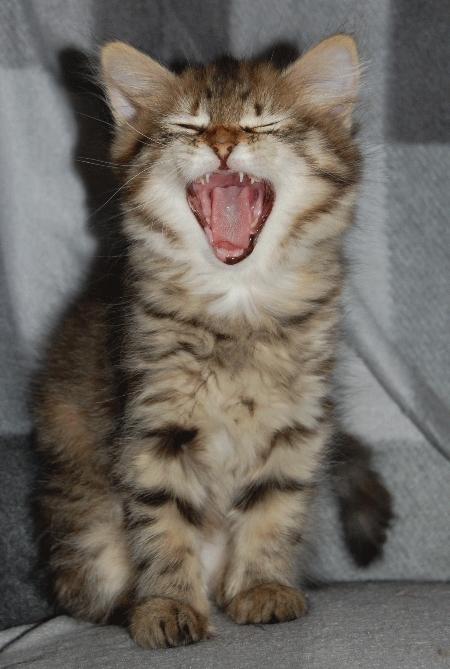 sibirisk kattunge